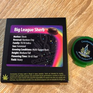 big league sherb - sherb x rainbow chip