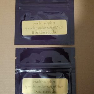 Bodhi Seeds - Peach Hashplant 2 pack bundle